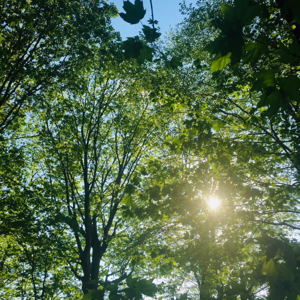 Arbres et végétaux